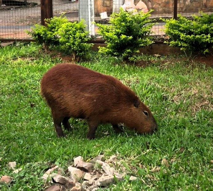 El Parque Manuel Ortiz Guerrero avanza en su proceso de renaturalización urbana.